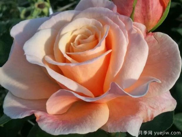 快乐的一天月季的优缺点是什么？(图1)