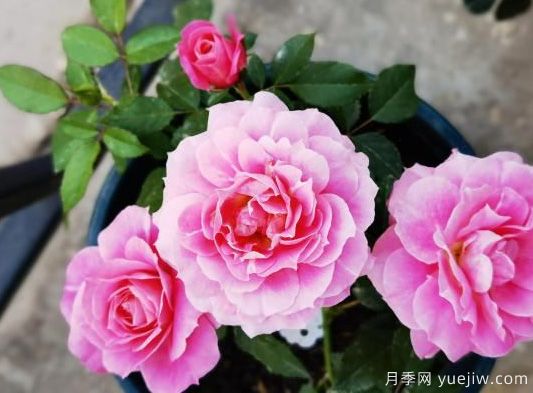 花友网购月季有没被某迁坑过的吗(图1) 花友网购月季有没被某迁坑过的吗(图1)