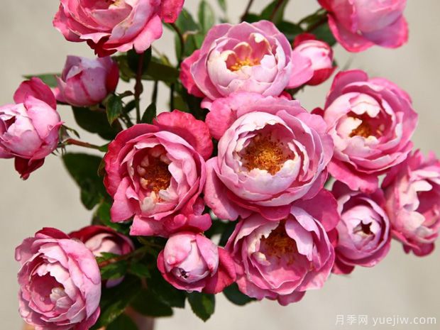 推荐6个优秀切花月季，芳香花大瓶插美丽(图2)