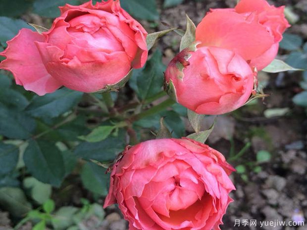 我爱你月季(图2) 我爱你月季(图2)