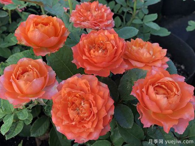 我爱你月季(图3) 我爱你月季(图3)