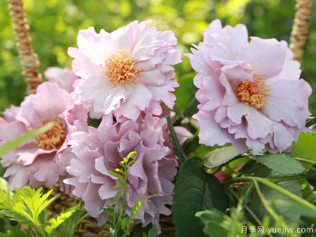 玫瑰时装月季(图4) 玫瑰时装月季(图4)