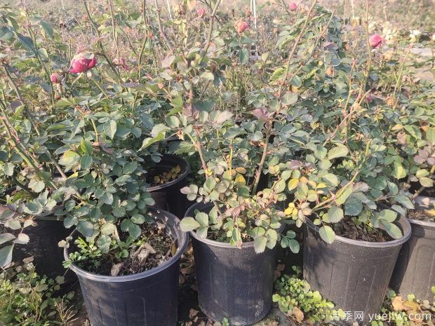 欧月1加仑盆基质土月季花苗批发(图1) 欧月1加仑盆基质土月季花苗批发(图1)