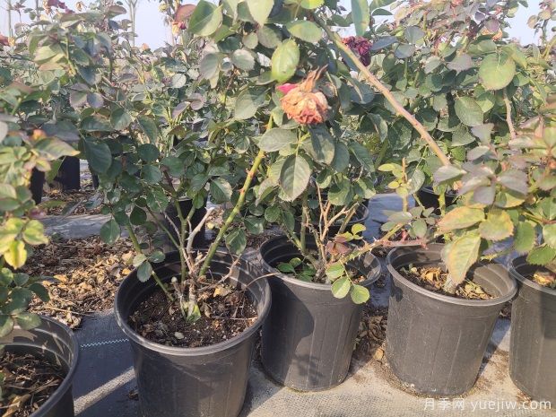 欧月1加仑盆基质土月季花苗批发(图2) 欧月1加仑盆基质土月季花苗批发(图2)