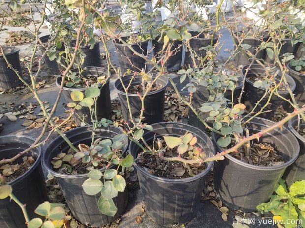 欧月1加仑盆基质土月季花苗批发(图3) 欧月1加仑盆基质土月季花苗批发(图3)