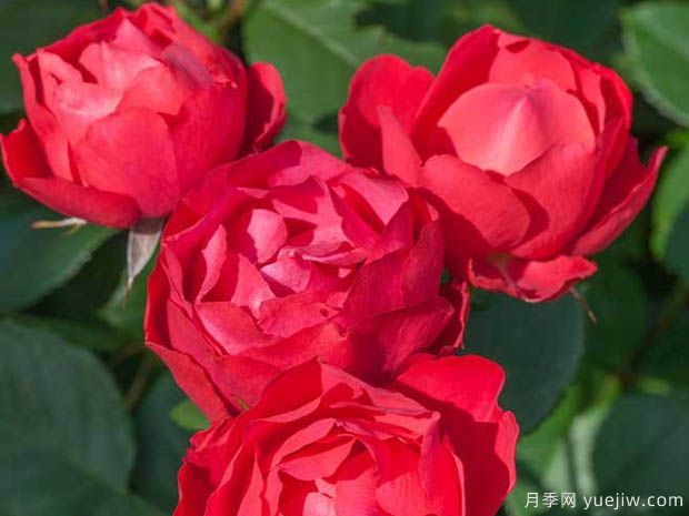 推荐4款适合室内养的月季，勤花易打理(图1)