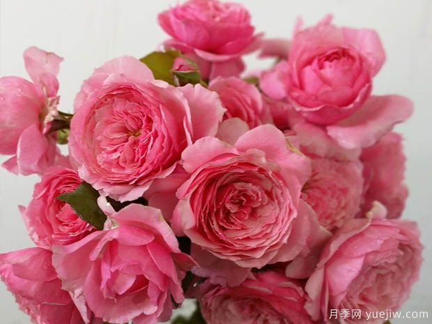 女人的遗产月季/传世芳华月季(图3) 女人的遗产月季/传世芳华/传家宝夫人(图1)