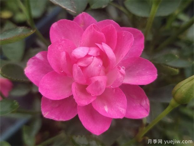 天荷月季的养殖方法,天荷繁星怎么养殖(图1) 天荷月季的养殖方法,天荷繁星怎么养殖(图1)