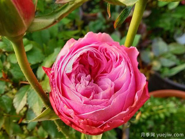 伊吕波月季/伊罗哈月季(图1) 伊吕波月季/伊罗哈月季(图1)