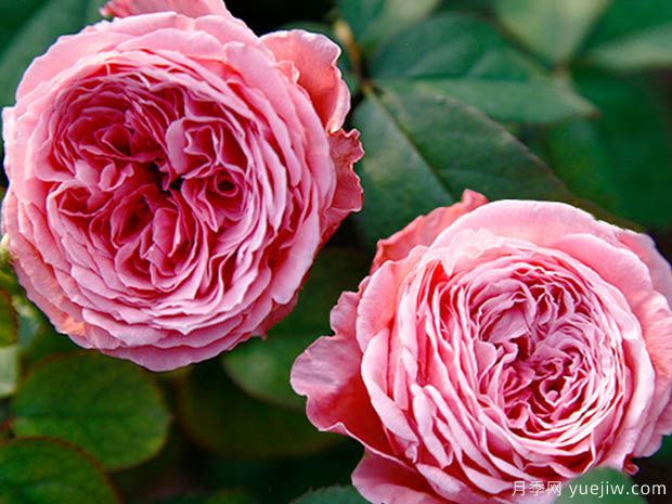 伊吕波月季/伊罗哈月季(图2) 伊吕波月季/伊罗哈月季(图2)