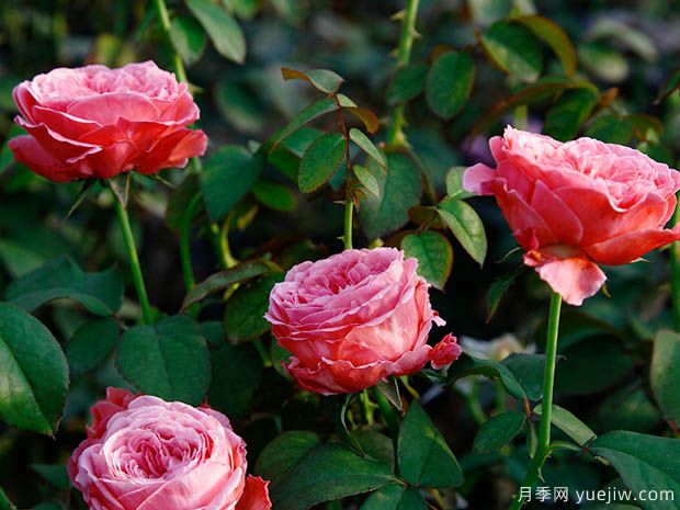 伊吕波月季/伊罗哈月季(图3) 伊吕波月季/伊罗哈月季(图3)