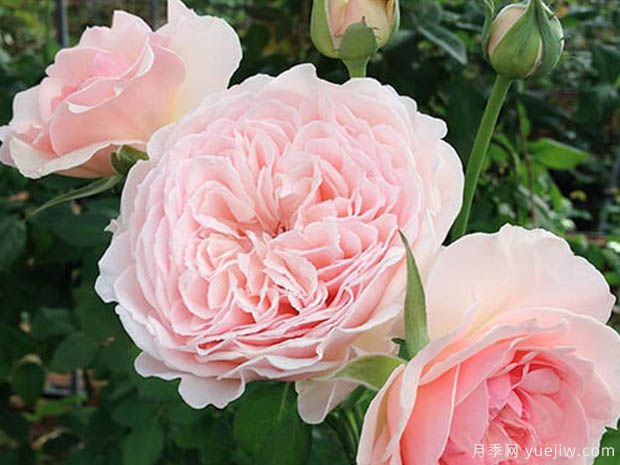 旋律月季(图1) 旋律月季(图1)