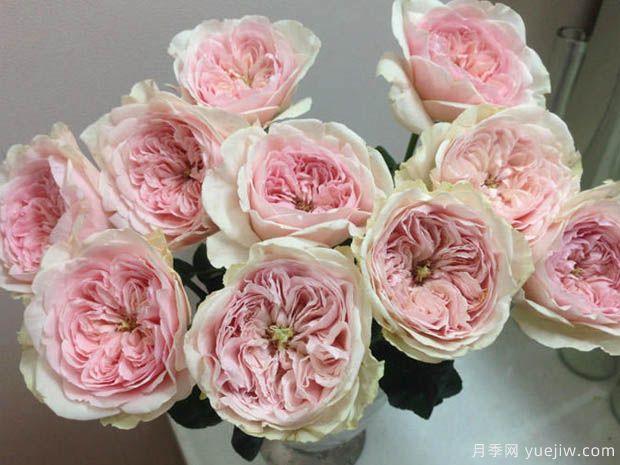 旋律月季(图3) 旋律月季(图3)