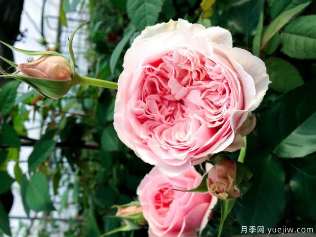 旋律月季(图4) 旋律月季(图4)