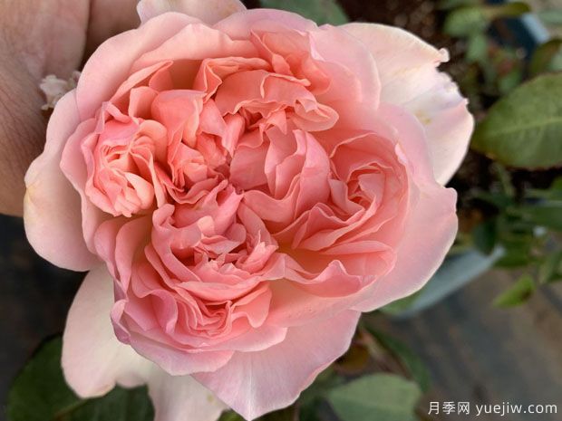 钩针编织月季(图3) 钩针编织月季(图3)