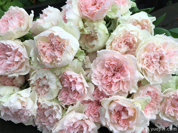 钩针编织月季(图1) 钩针编织月季(图1)