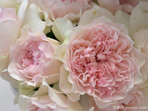 钩针编织月季(图2) 钩针编织月季(图2)