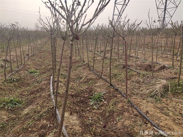 月季网冬季月季修剪教程(图2) 月季网冬季月季修剪教程(图2)