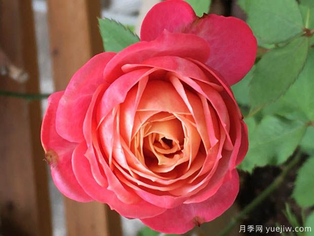 推荐4种月季，随便一养就爆花，夏天耐热不怕晒(图2)