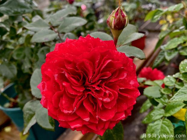 推荐6个藤本月季品种，一年长成花墙，四季花开不断(图2)