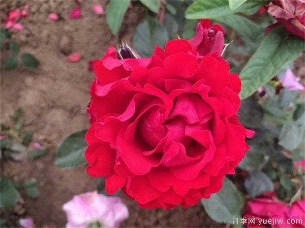 ​10个红色藤本月季品种，漂亮喜庆抗病好养(图2)