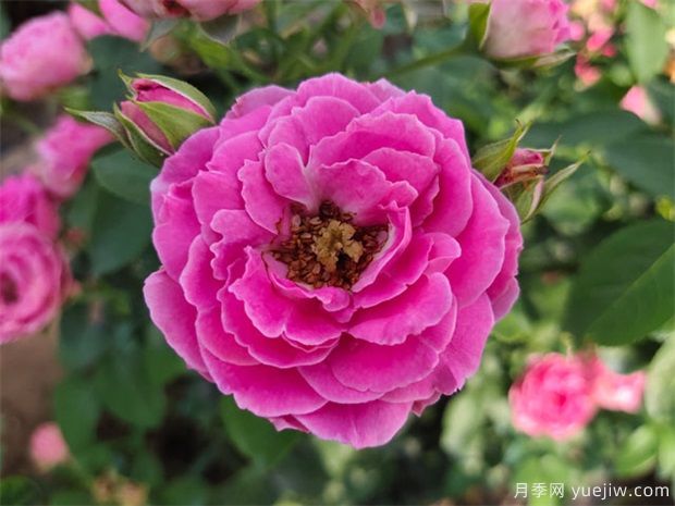 25个蓝紫色月季品种大合集，天然蓝紫美到心里(图4)