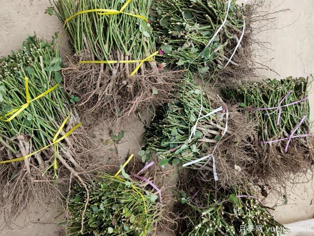 几千棵大花月季裸根苗走顺丰快运发往四川(图3)