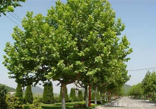 法桐冬季修剪方法(图1)
