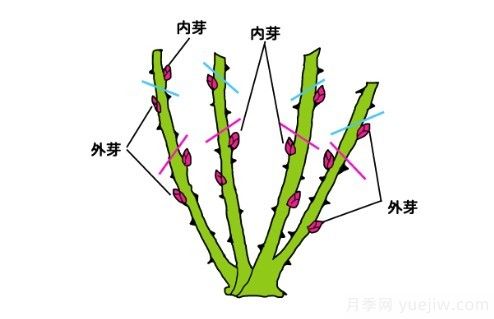 月季花冬季的修剪方法图解(图4)