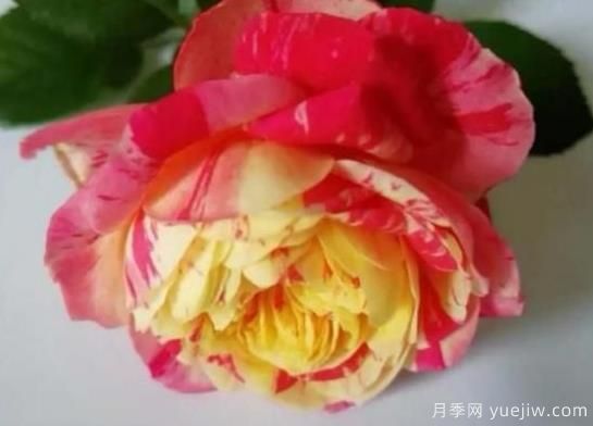 微型月季的种植小技巧(图2)