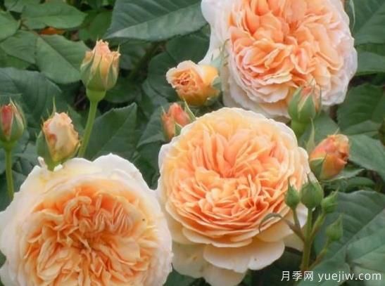 入秋养月季推荐5个品种,耐热耐寒抗性强开花美(图3) 入秋养月季推荐5个品种,耐热耐寒抗性强开花美(图3)