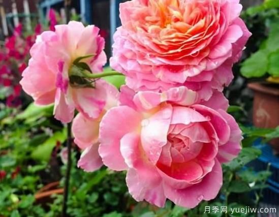 入秋养月季推荐5个品种,耐热耐寒抗性强开花美(图5) 入秋养月季推荐5个品种,耐热耐寒抗性强开花美(图5)