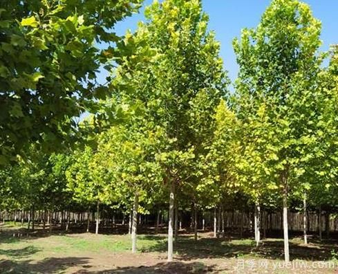 速生法桐多少钱一棵(图1)