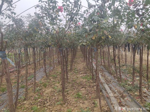 苗木人都知道,秋季要翻耕,苗圃要冬灌(图1) 苗木人都知道,秋季要翻耕,苗圃要冬灌(图1)