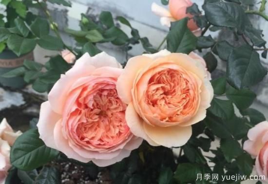 真宙月季和朱丽叶月季的区别，优缺点一目了然(图6)