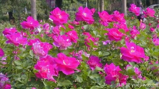 南宁市花卉公园三万株月季盛开 邂逅绿城冬日的小浪漫(图2)