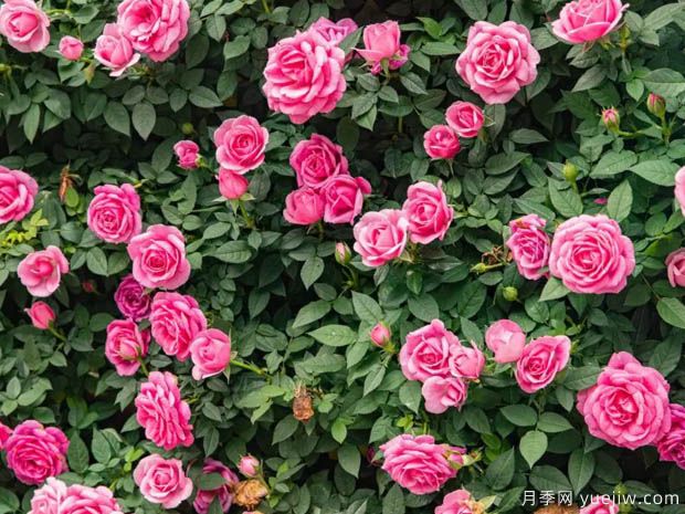 月季园：深圳人民公园月季园(图2)