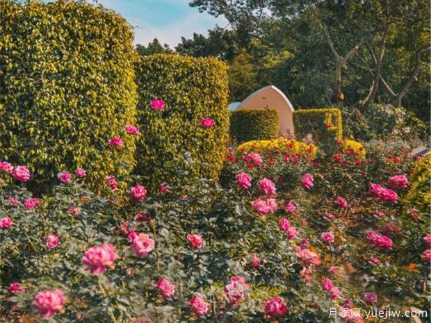 月季园：深圳人民公园月季园(图1)