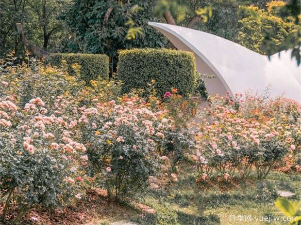 月季园：深圳人民公园月季园(图3)