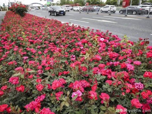 淮安月季市花文化和月季景观(图2)