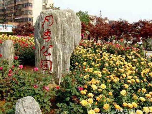 月季园：郑州月季公园(图4)