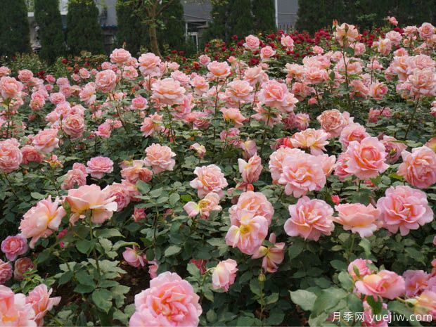 月季园：郑州月季公园(图2)