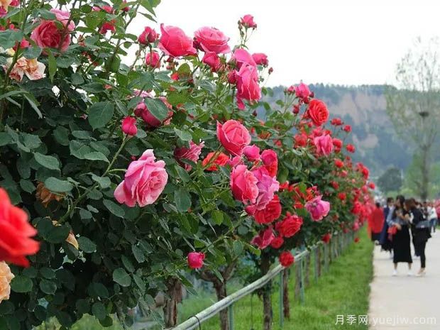 月季园：韩城丰泽月季博览园(图2)