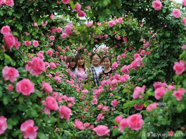 月季园：韩城丰泽月季博览园(图3)