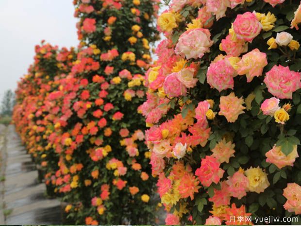 月季园：韩城丰泽月季博览园(图1)