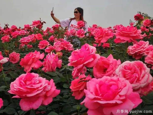 名称园:东林牧歌世界月季博览园(图1) 月季园:绵阳东林牧歌世界月季博览园(图1)