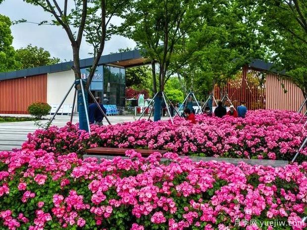 月季园：苏州盛泽湖月季园(图1)