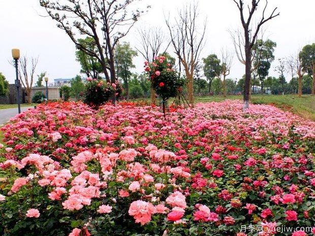 月季园：苏州盛泽湖月季园(图2)