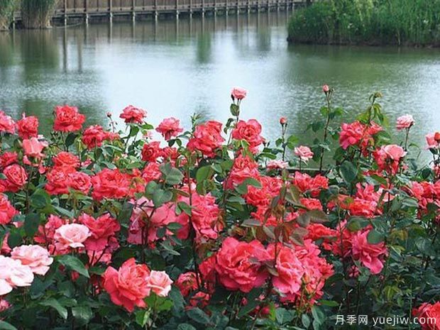 月季园：苏州盛泽湖月季园(图3)