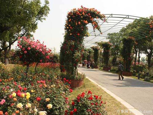 月季园：苏州盛泽湖月季园(图4)